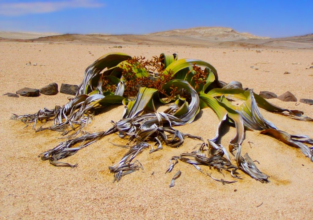 Uma planta imortal pode mudar completamente o futuro da agricultura