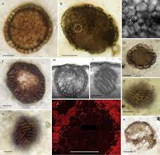 Descoberta de fóssil de 1 bilhão de anos traz nova teoria sobre evolução