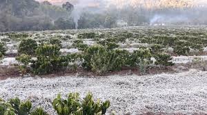 Recorde de frio acende o alerta para lavouras de café em Minas Gerais